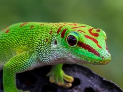 A Gecko