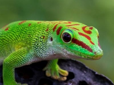 Gecko Picture