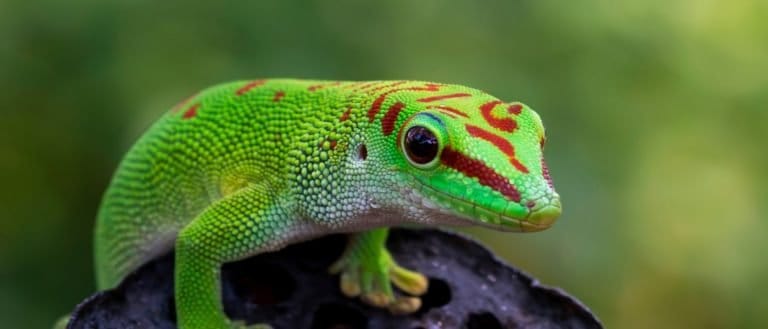 Beautiful color madagascar giant day gecko on dry bud