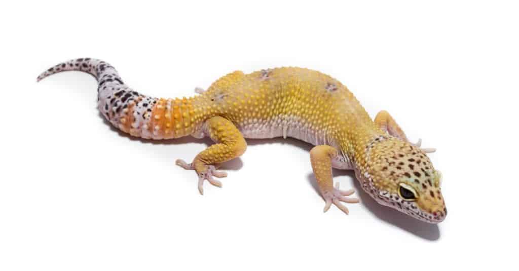 Leopard gecko on white background