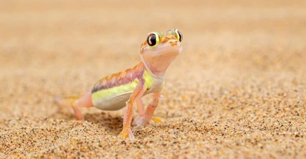 Namib Sand Gecko - Pachydactylus rangei, beautiful little gecko endemic to South West Africa, Namib Desert, Walvis Bay, Namibia.