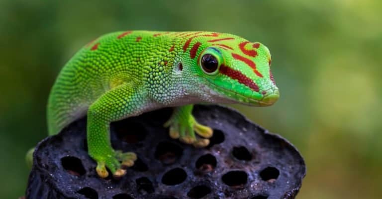 Beautiful color Madagascar giant day gecko on dry bud