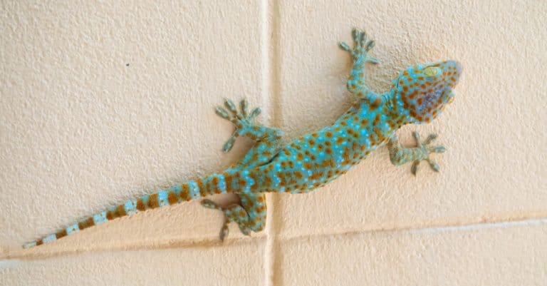 Gecko climbing on cement wall