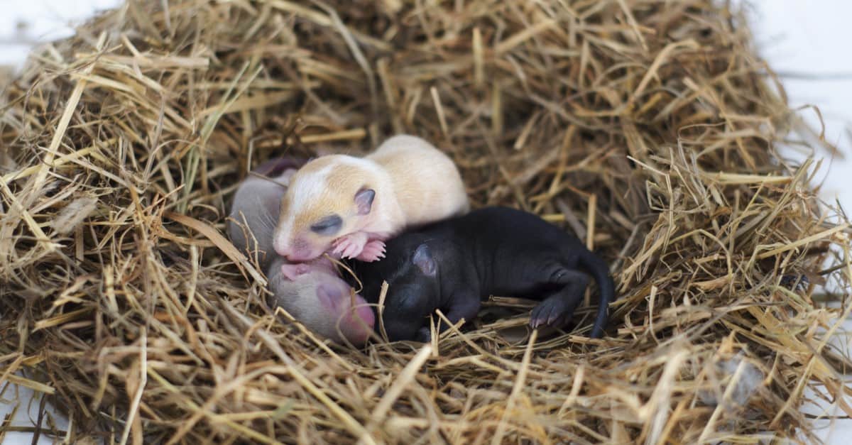 Gerbil Life Cycle  Gerbil, Baby hamster, Cute baby animals