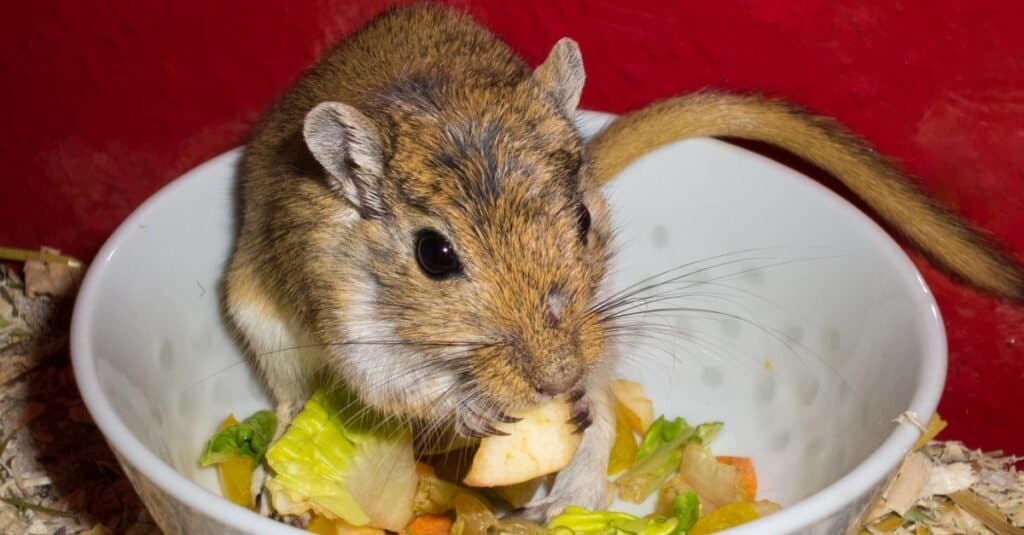 Mongolian gerbil eating its food.