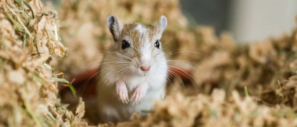 Mongolian gerbil (Meriones) as a pet