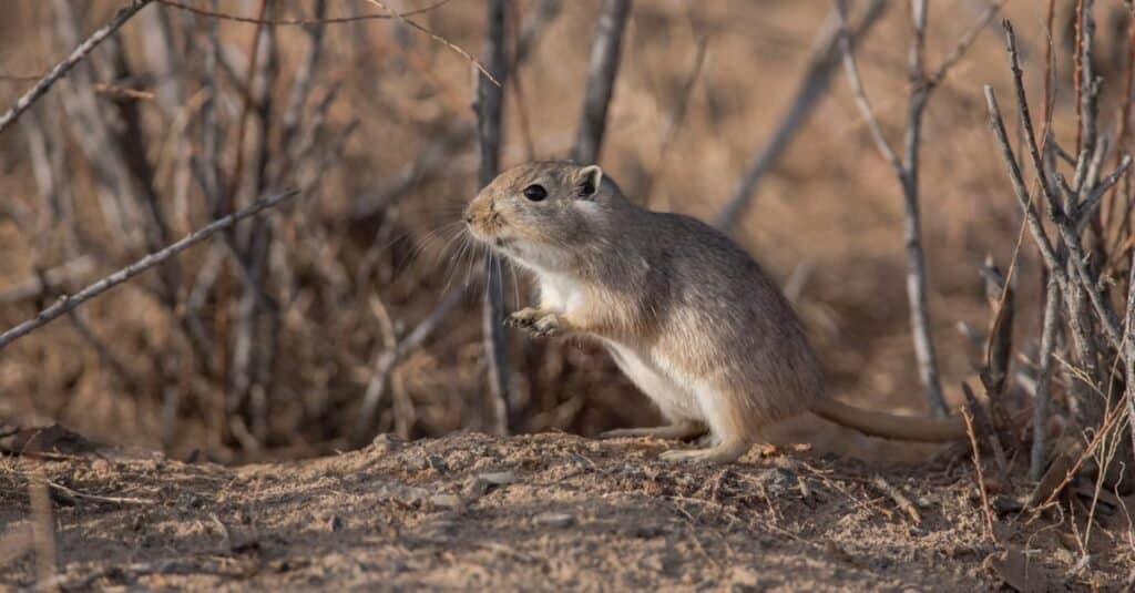 What Do Gerbils Eat? - A Gerbil in the Gobi desert.