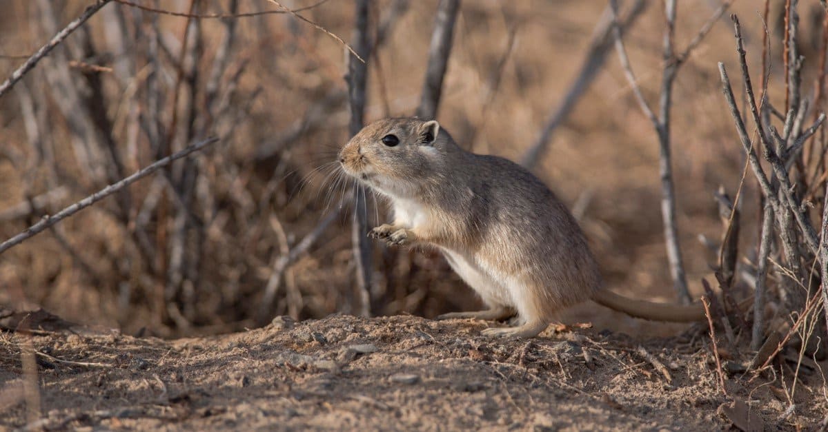 A Gerbil in the Gobi desert.