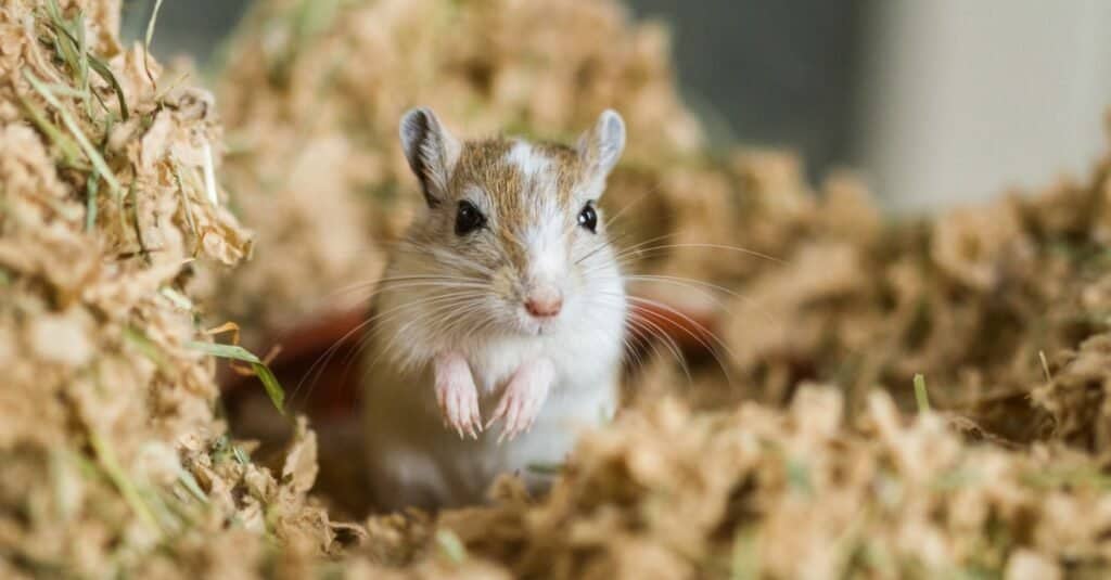 Gerbil - A-Z Animals