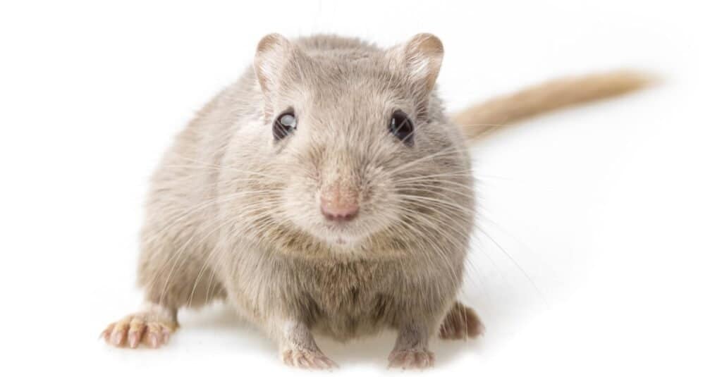 Pet Gerbil isolated on white background.