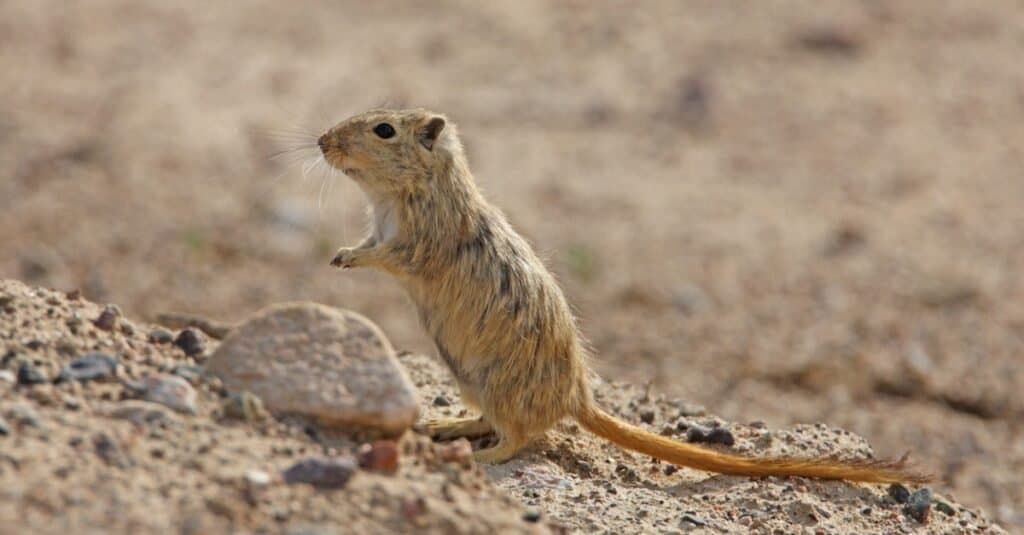 Great Gerbil (Rhombomys opimus) adult standing up on river bank, Kazakhstan.