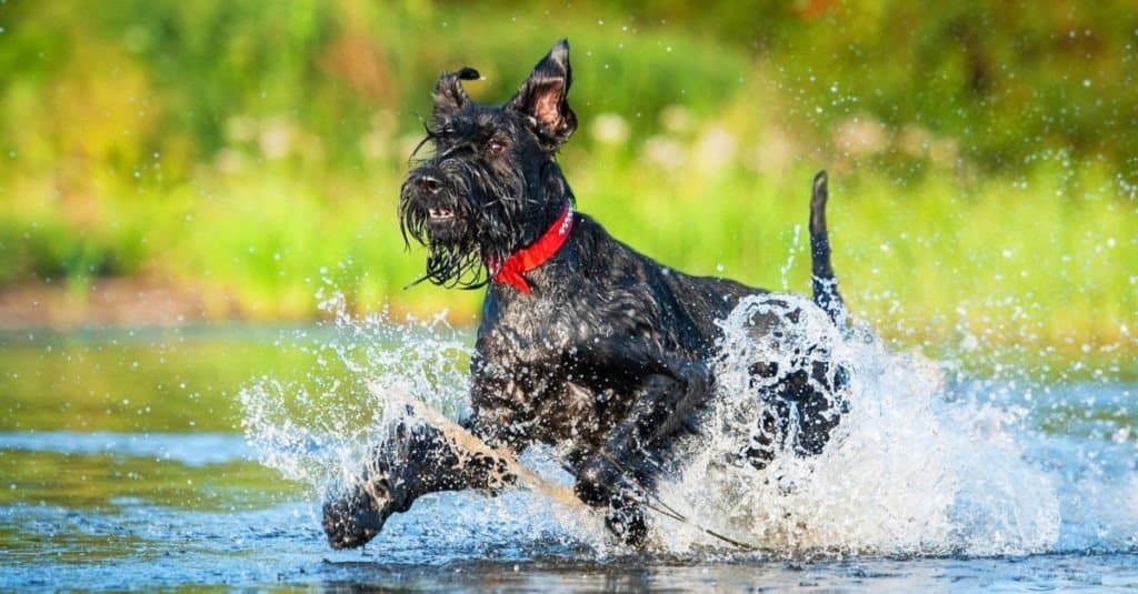 Giant schnauzer dog running in the water