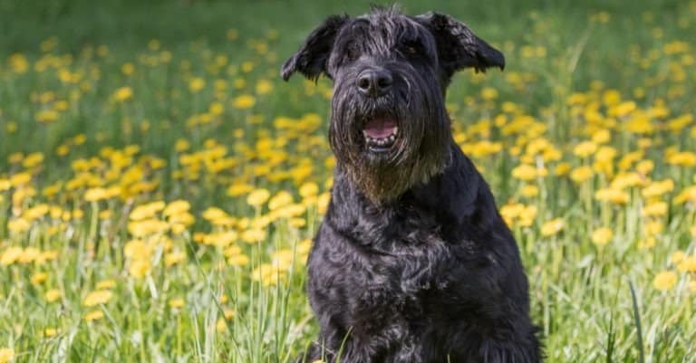 Giant Schnauzer Dog sitting at the blossoming dandelion meadow