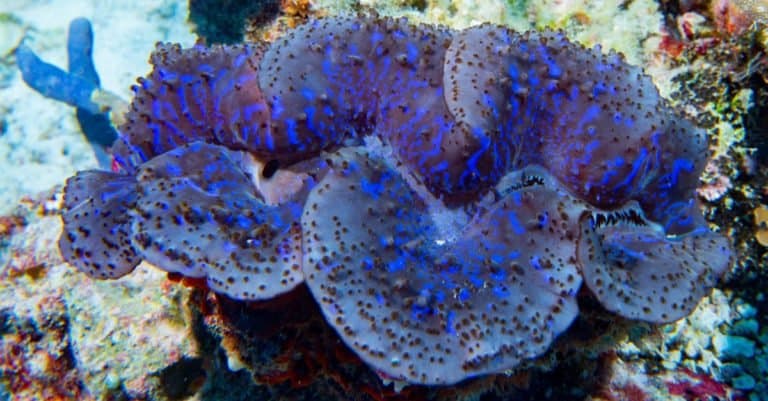 Blue color giant clam underwater