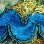 Giant clam