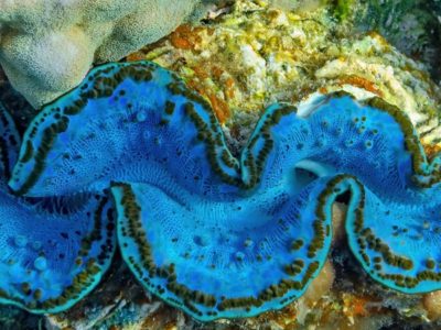 mantle of a giant clam, Tridacna, growing on a coral reef