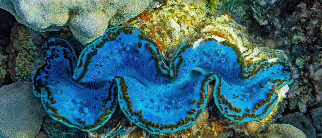 mantle of a giant clam, Tridacna, growing on a coral reef