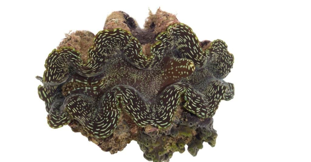 Giant clam isolated on white background