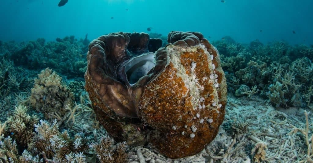 A giant giant clam (Tridacna gigas) grows on the sea floor of the Republic of Palau