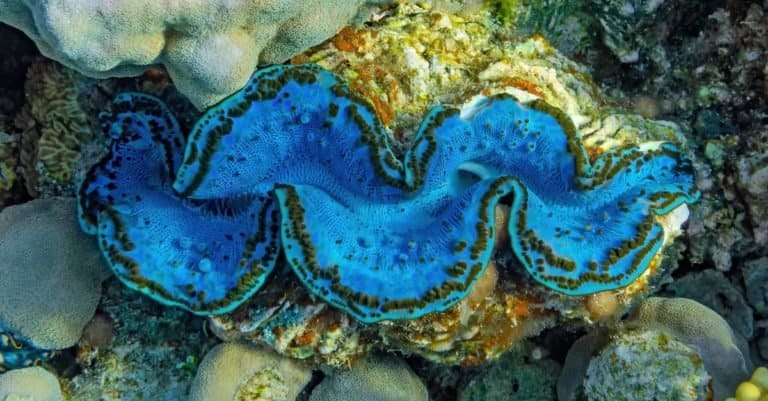 Mantle of a giant clam, Tridacna, growing on a coral reef