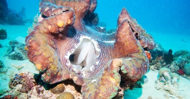 Giant clam growing on a reef.