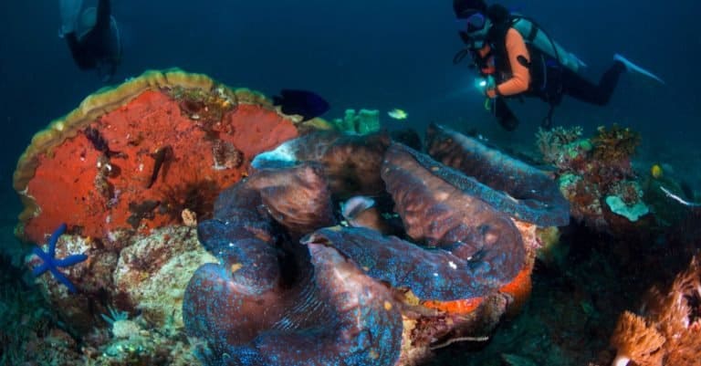 Woman diver with a colorful giant clam (Tridacna gigas) grows in the shallows of Raja Ampat, Indonesia.