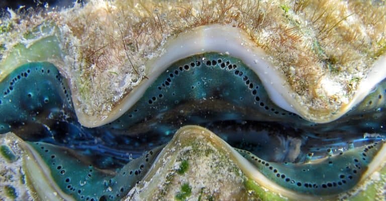 Colorful blue green small giant clam on a Great Barrier Reef
