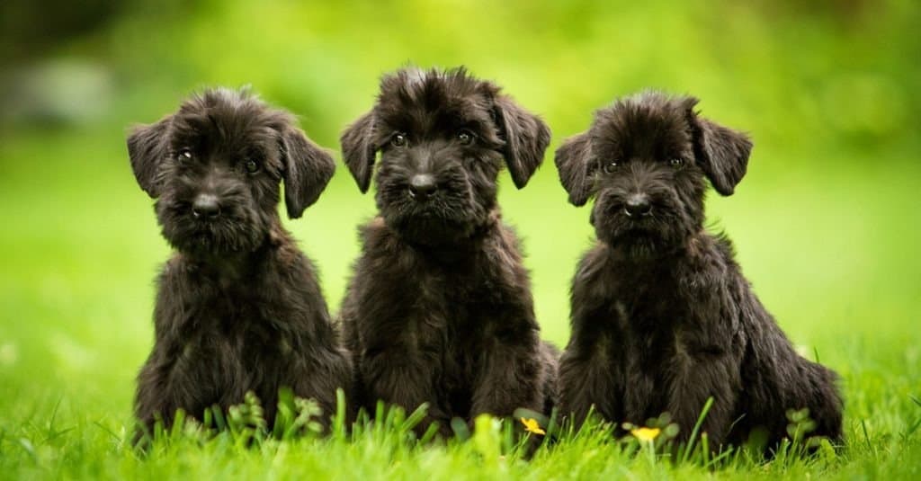 Three giant schnauzer puppies sitting on the lawn