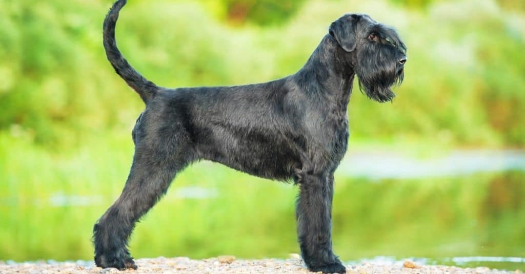 Giant Schnauzer dog standing outside