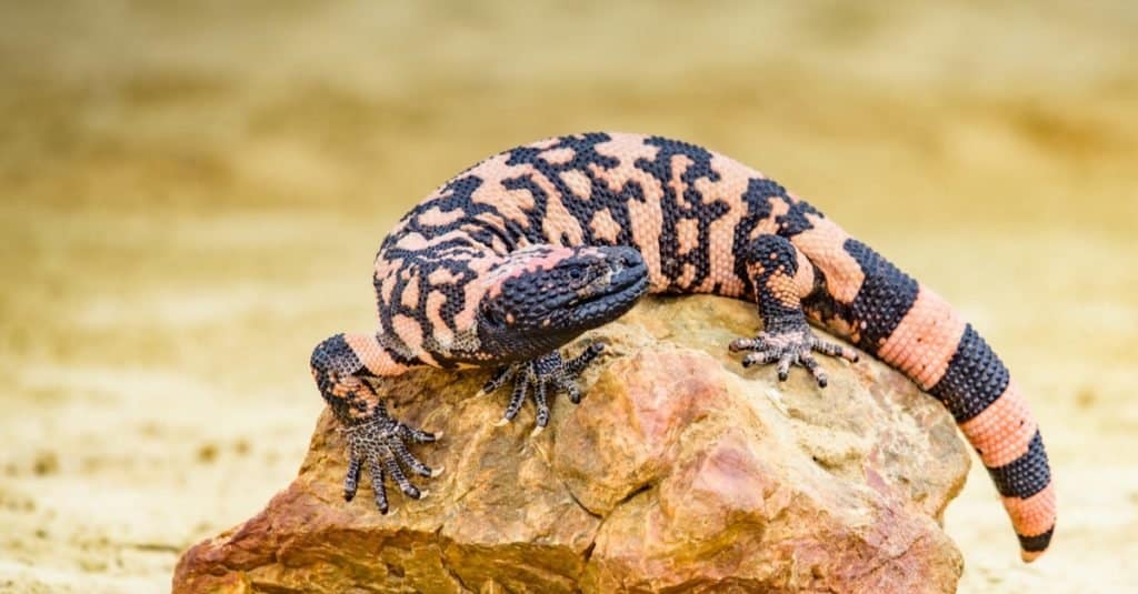 Lizard Gila Monster( Heloderma suspectum) on a rock