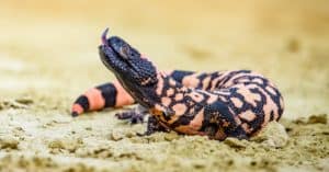 Discover 10 Amazing Lizards in Arizona Picture