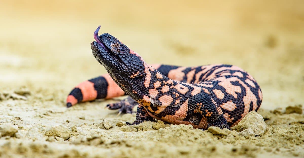 Lizard Gila Monster( Heloderma suspectum) on sand