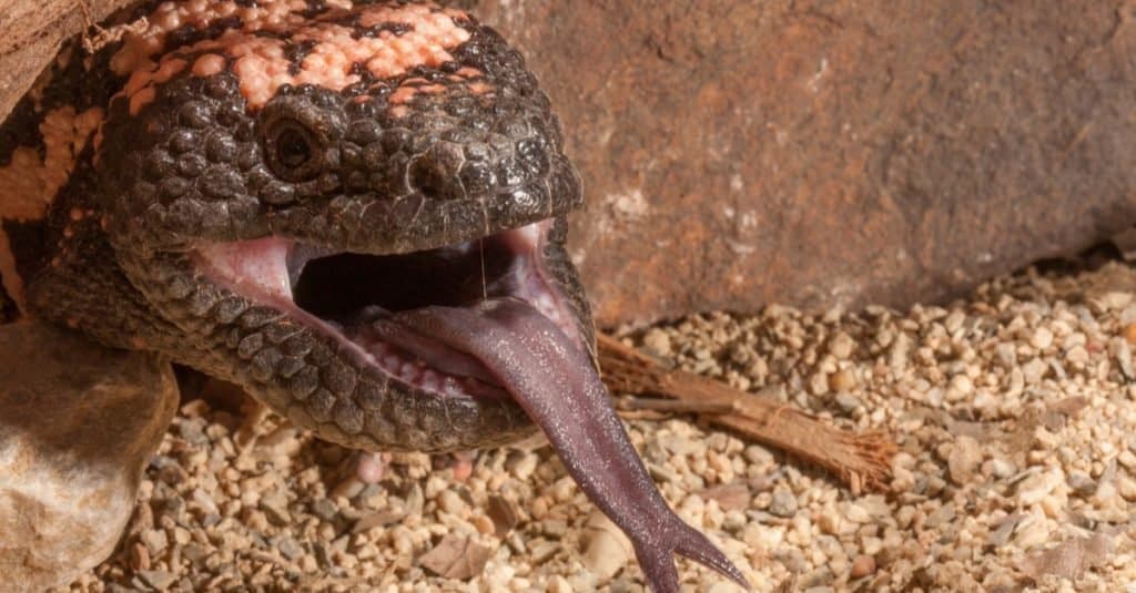 Gila Monster close up of face with mouth open and forked tongue sticking out