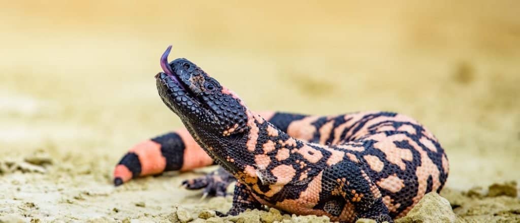 Lizard Gila Monster( Heloderma suspectum)