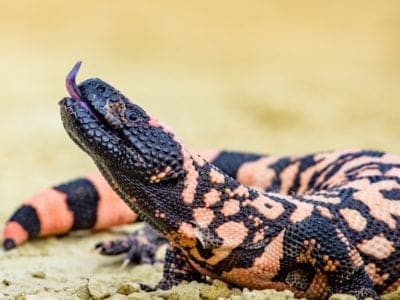 Gila Monster Picture