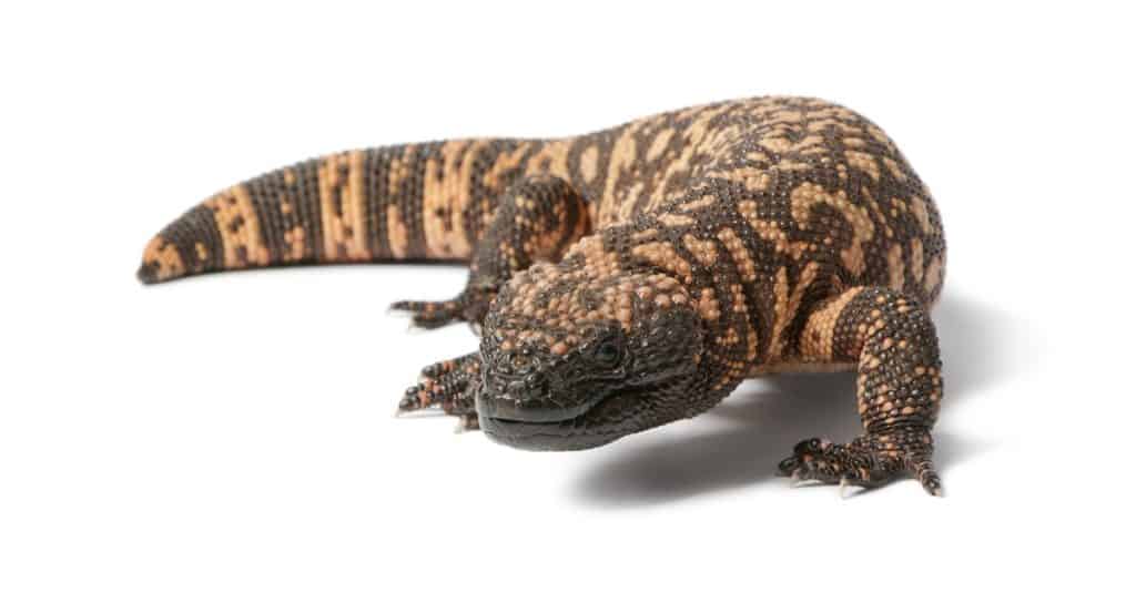 Gila monster - Heloderma suspectum, poisonous, white background