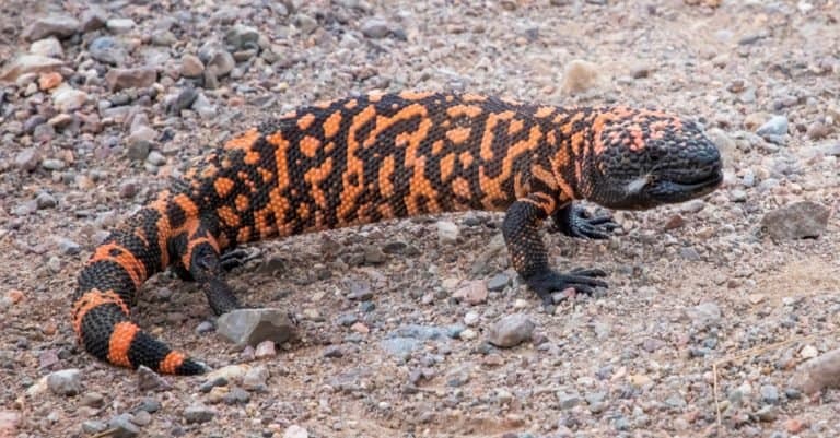 Bright orange and black Gila Monster, venomous lizard in the road in Arizona.