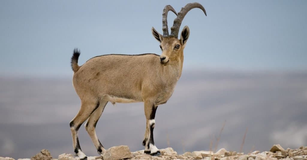 Cabra, Ibex en el desierto de Judea, Israel