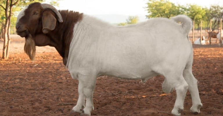 South African Boer goat