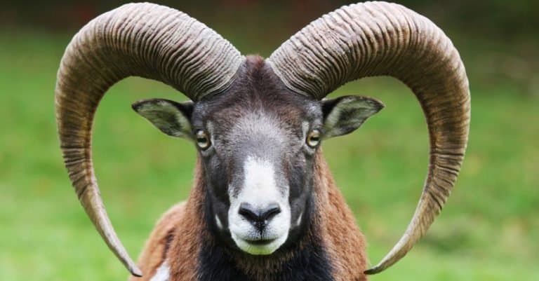 Goat, mouflon close-up