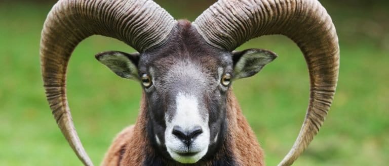 Goat, mouflon