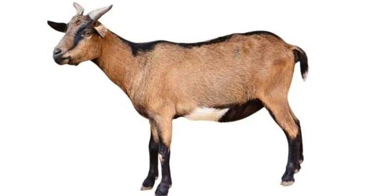 Goat standing isolated on white background
