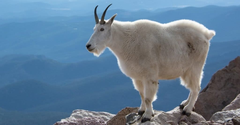 Cabra de montaña en el monte Evans, Colorado, EE.UU.