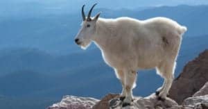 Mountain Goats Climbing: 4 Times Goats Defied Gravity (With Videos!) Picture