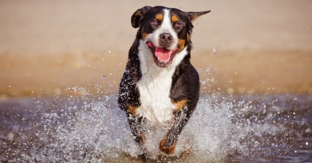 great swiss mountain dog on the beach