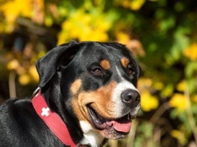 A Greater Swiss Mountain Dog