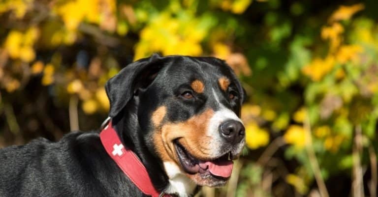 Greater Swiss Mountain Dog in autumn