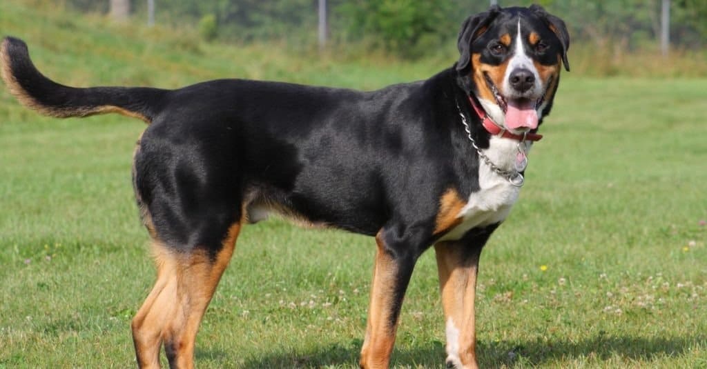 Greater Swiss Mountain Dog on grass