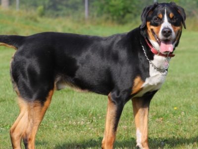 Greater Swiss Mountain Dog Dog Breed Complete Guide | AZ Animals