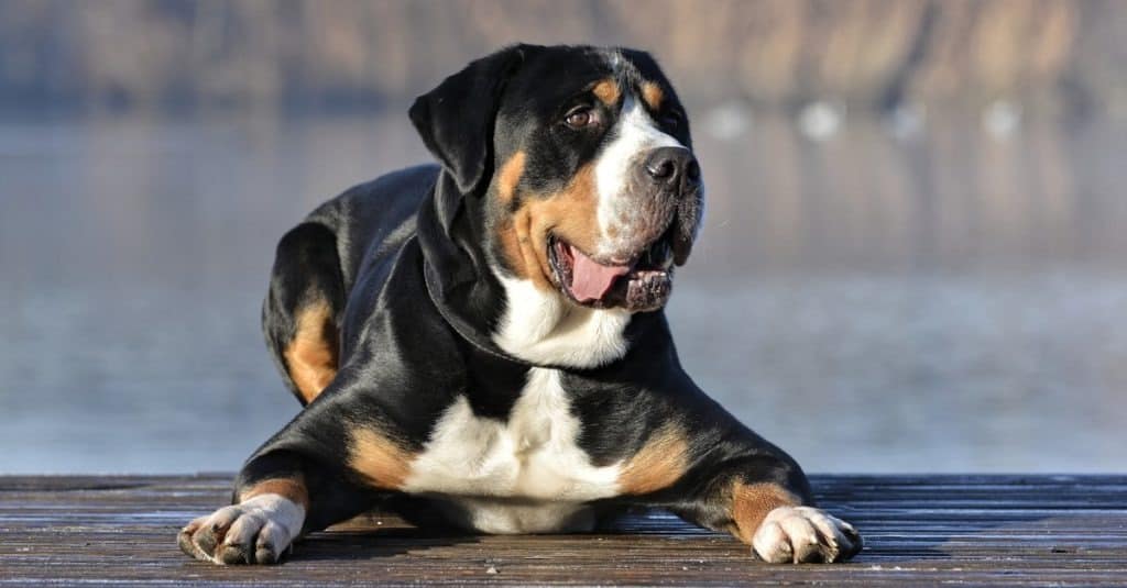 Great Swiss Mountain Dog lying down